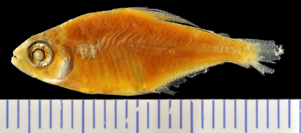 Moon tetra (Hemigrammus lunatus) — Characidae — 2