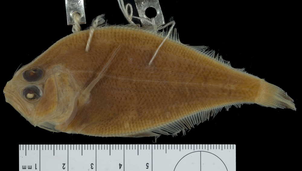 Doublespot whiff (Citharichthys dinoceros) — Paralichthyidae