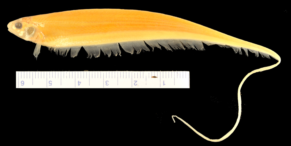 Eigenmannia macrops — Sternopygidae — 2