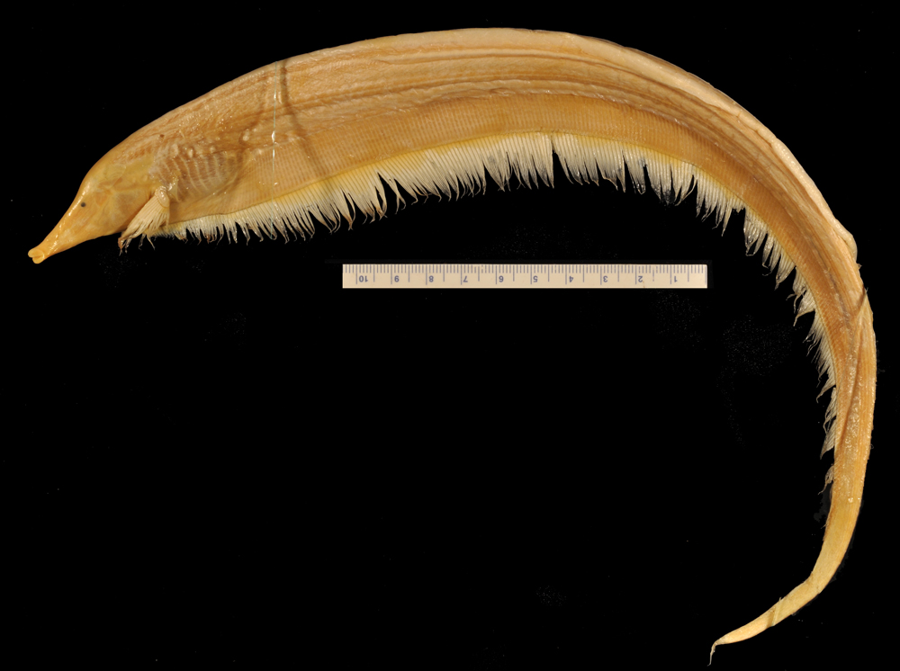 Long-snouted ghost knifefish (Sternarchorhamphus muelleri) — Apteronotidae — 2