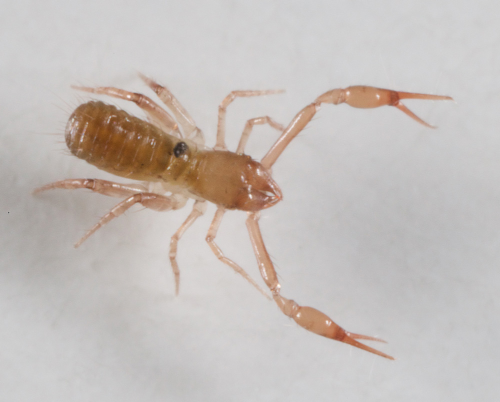 Pteridinium carolinaensis (elongate specimen) from Little Bear