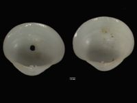 Phlyctiderma semiasperum image
