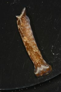 Chelidonura fulvipunctata image