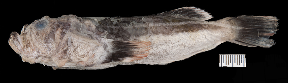 Freckled stargazer (Xenocephalus egregius) — Uranoscopidae