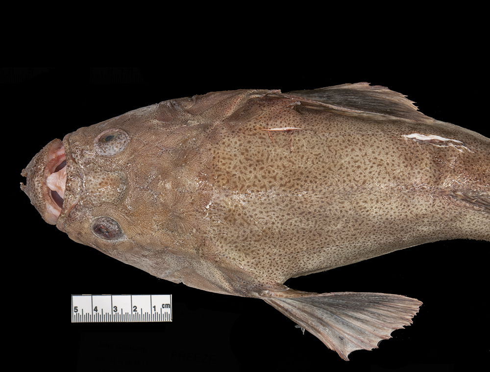 Freckled stargazer (Xenocephalus egregius) — Uranoscopidae — 2
