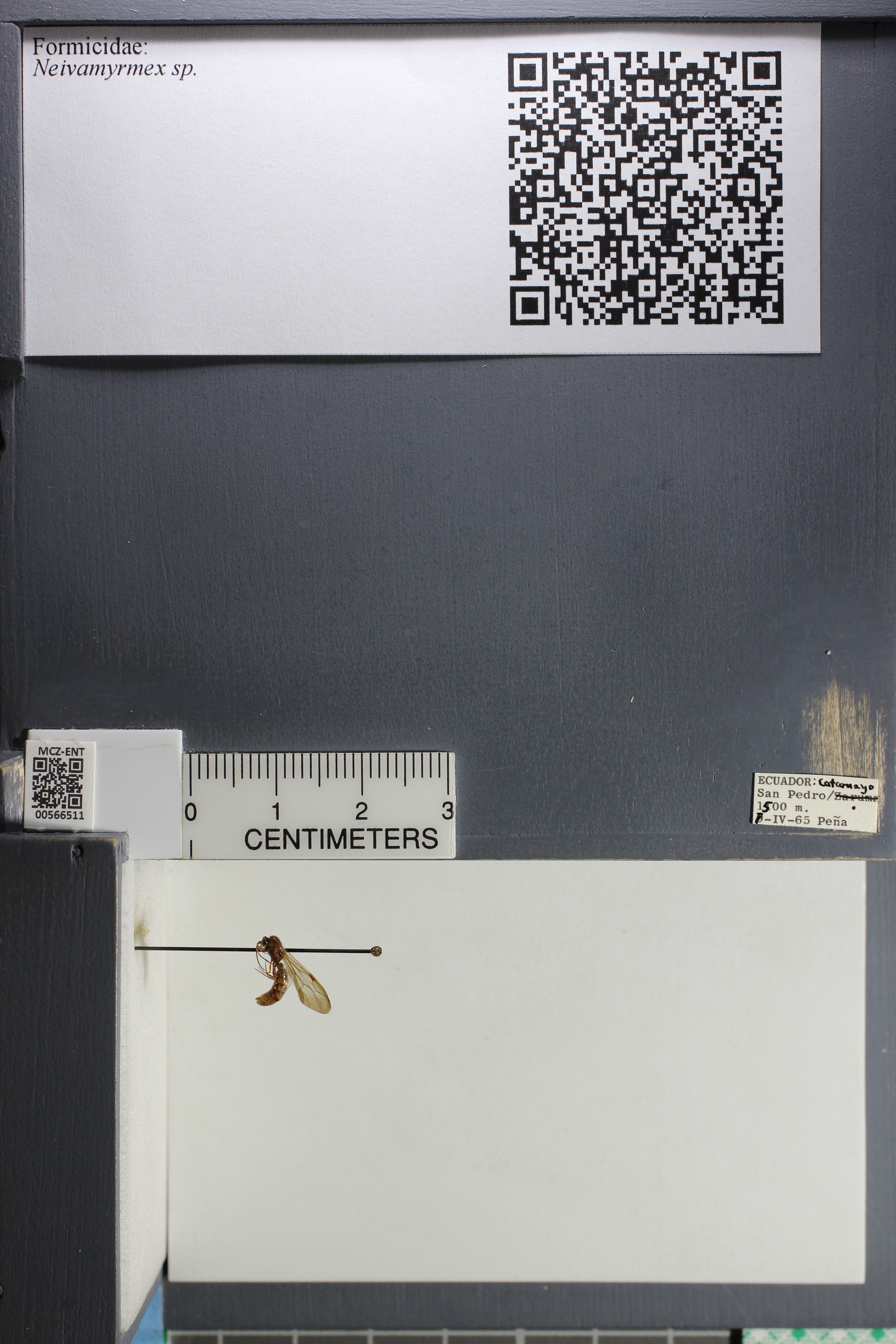 Ecitoninae image