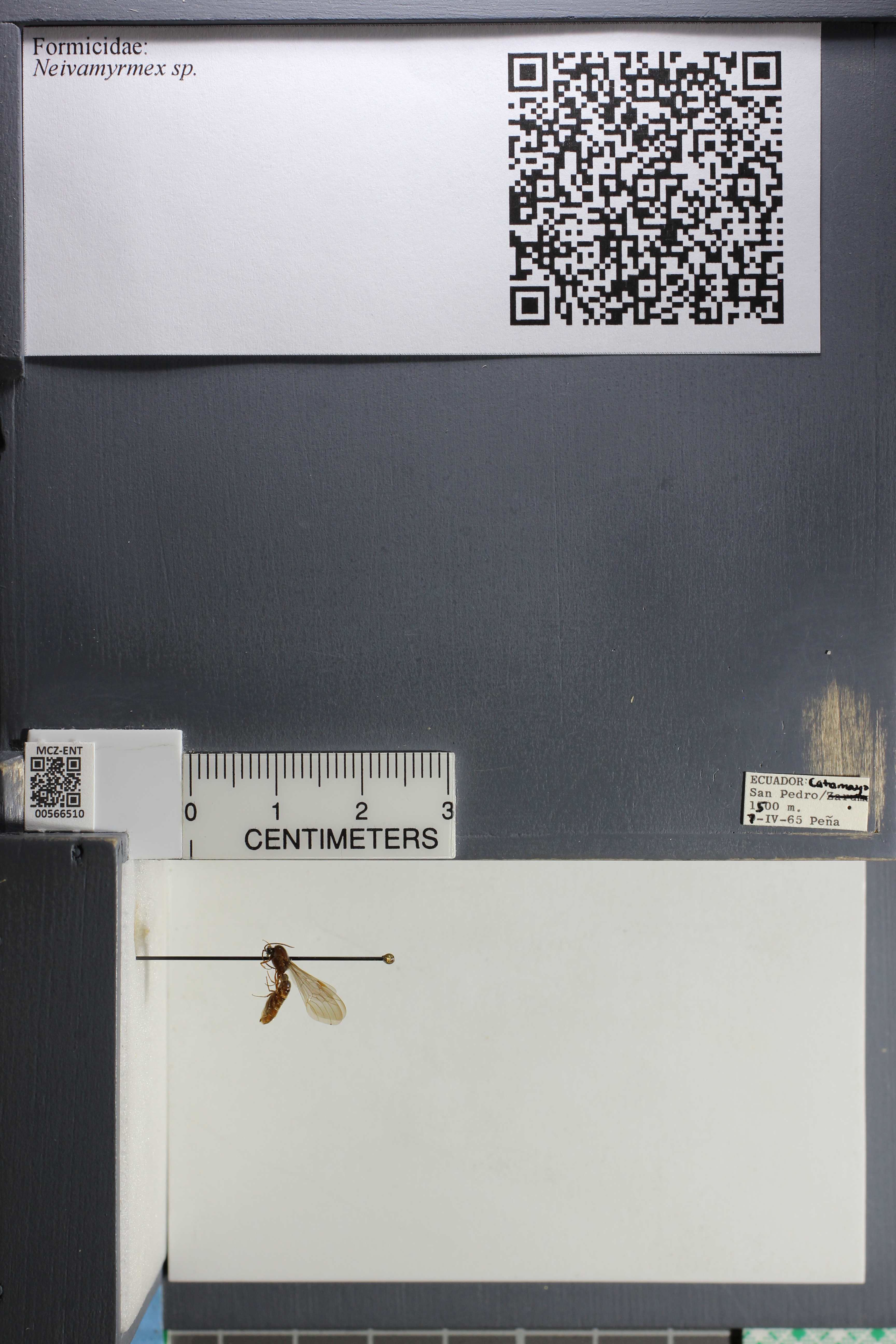 Formicidae image