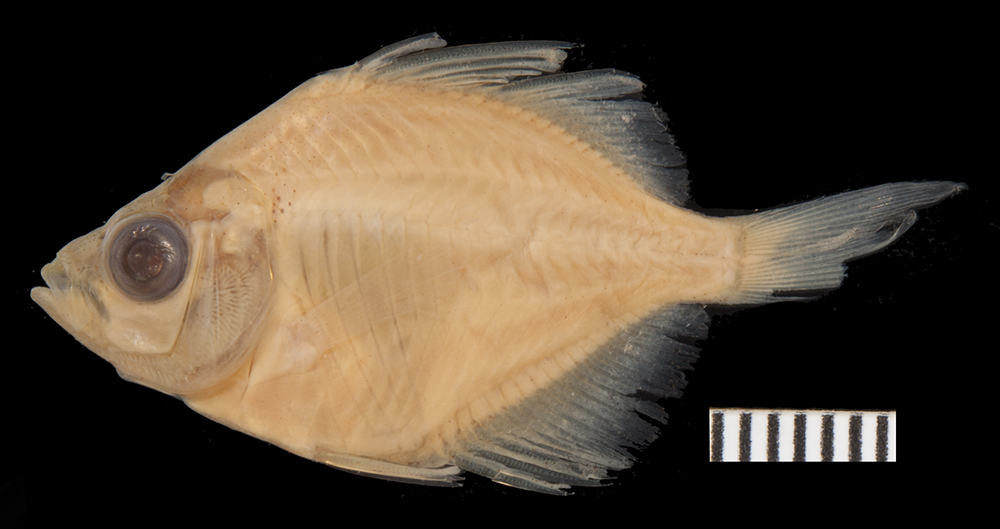 Highfin glassy perchlet (Parambassis lala) — Ambassidae — 3