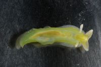 Phyllaplysia taylori image