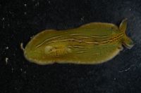 Phyllaplysia taylori image