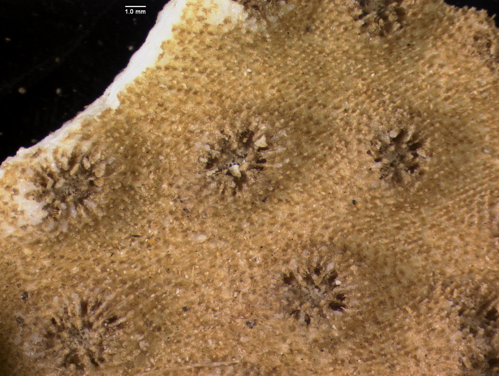 Echinopora gemmacea image
