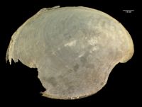 Aplysia parvula image