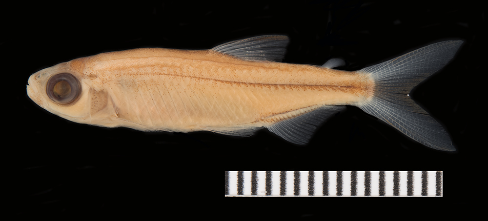 Jelly bean tetra (Ladigesia roloffi) — Alestidae — 2