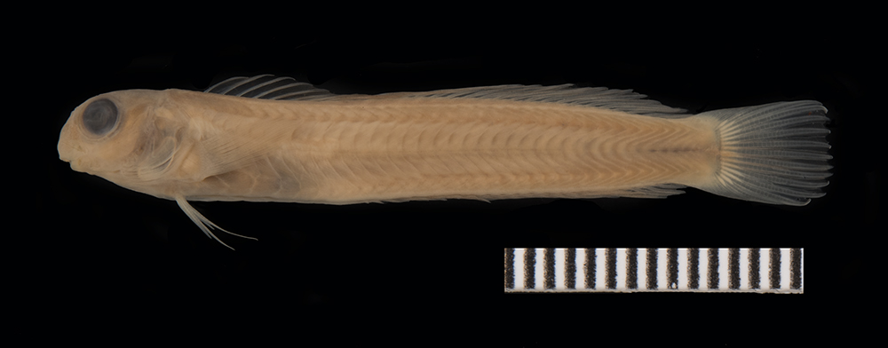 Fourpored blenny (Haptogenys bipunctata) — Blenniidae