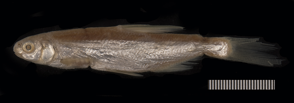 Sharpray (Capoetobrama kuschakewitschi) — Cyprinidae — 4