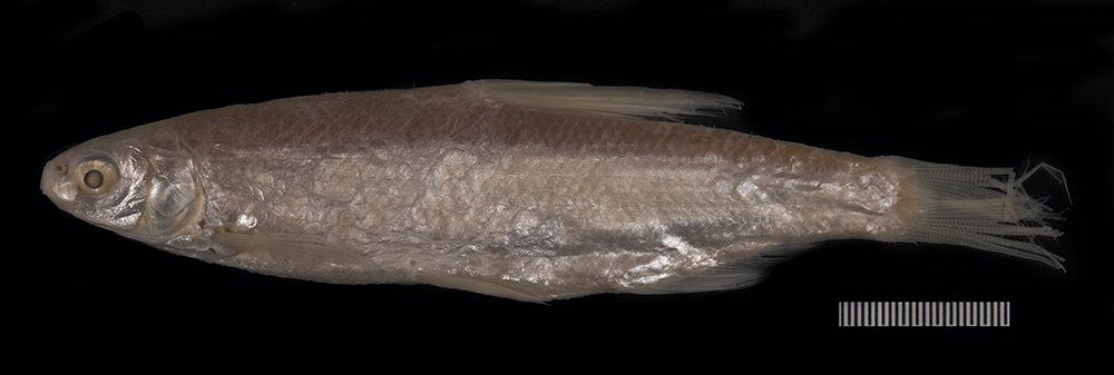 Sharpray (Capoetobrama kuschakewitschi) — Cyprinidae — 2