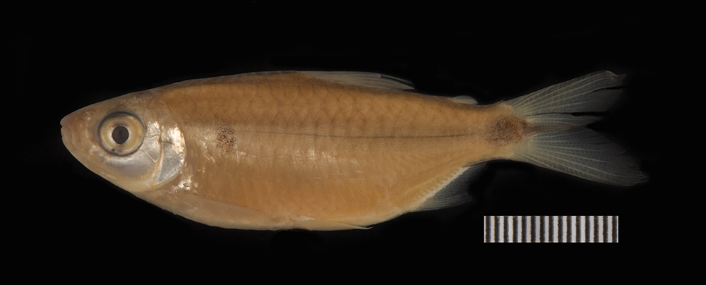 African tetra (Brycinus comptus) — Alestidae — 2