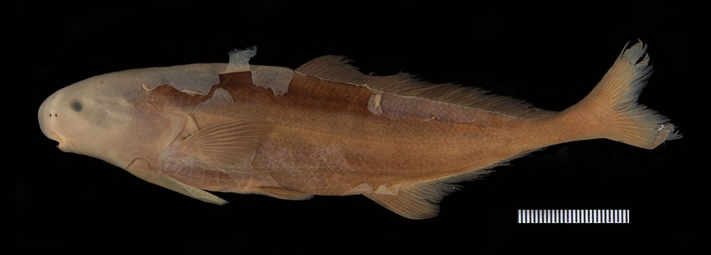 Bigtooth elephantfish (Myomyrus macrodon) — Mormyridae — 2