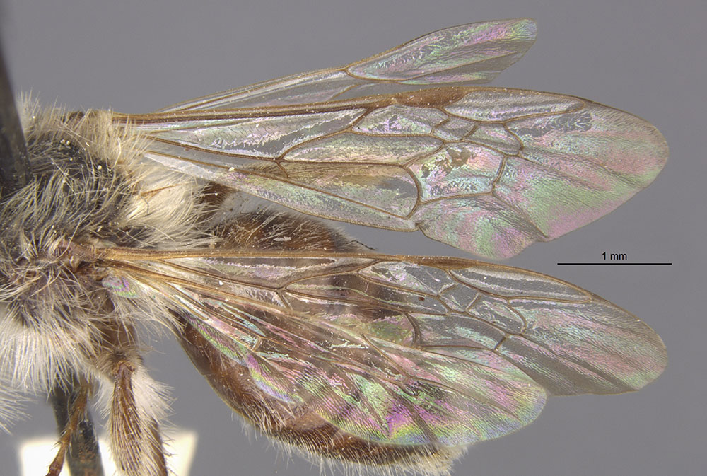 Andrena carlini image