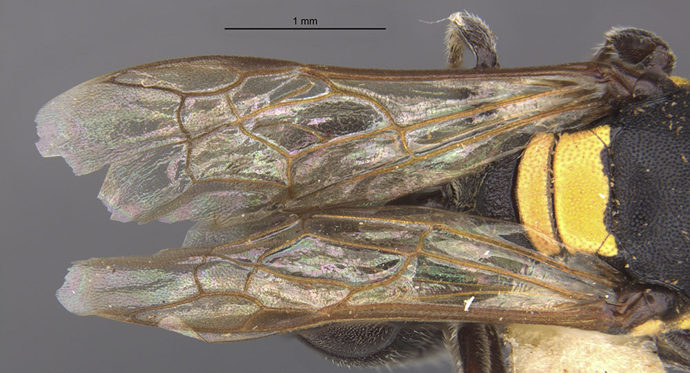 Meroglossa striaticeps image