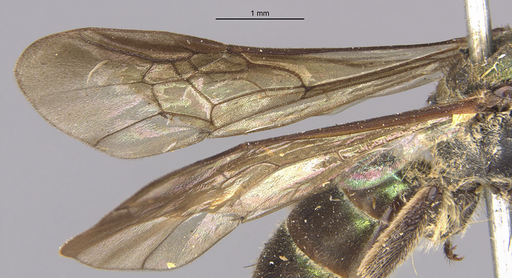 Neocorynura nigroaenea image
