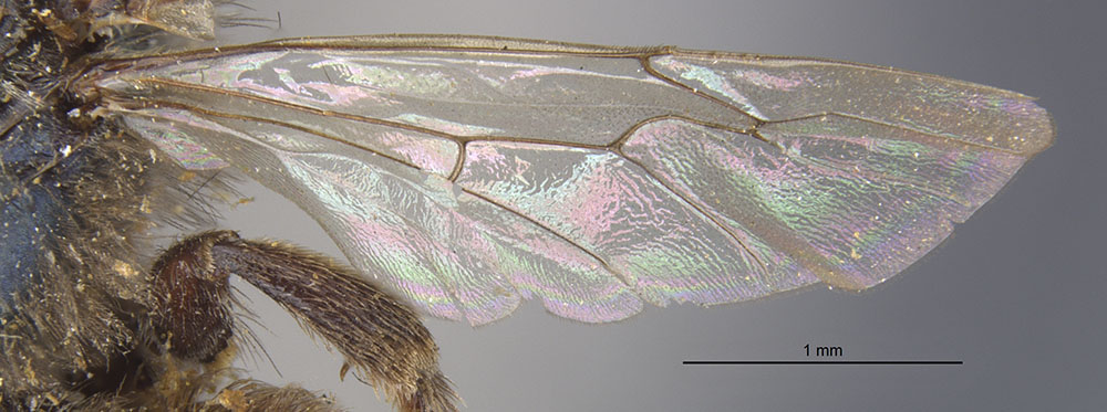 Caenohalictus rimosiceps image