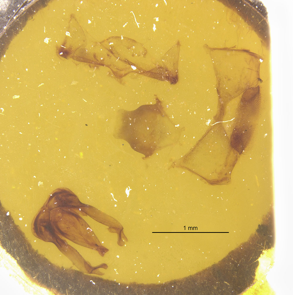 Megachile singularis image