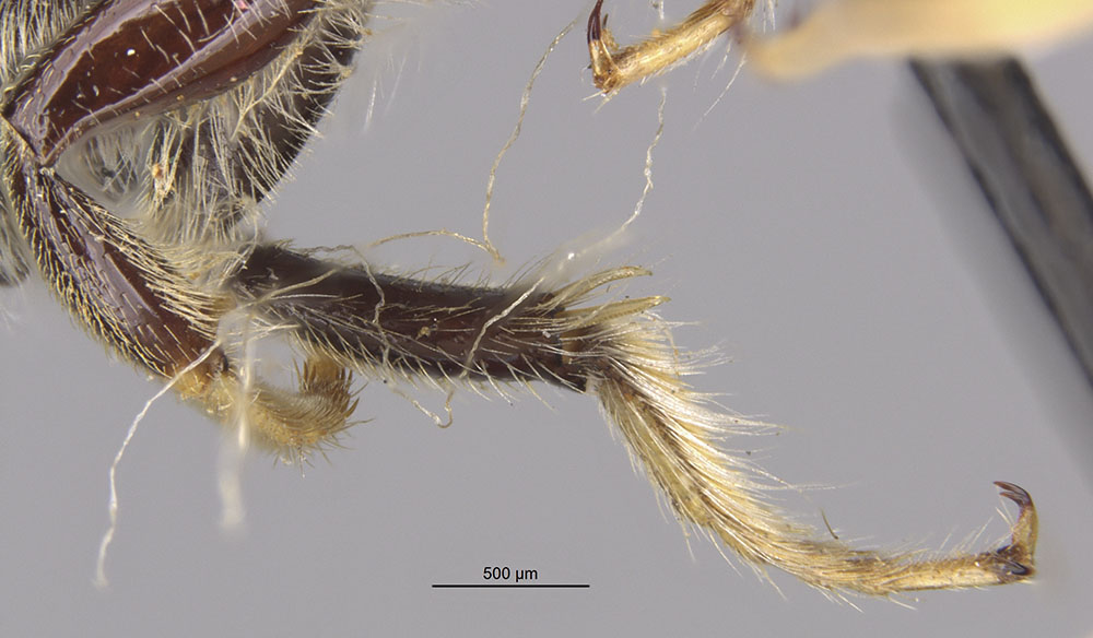 Megachile hoffmannseggiae image