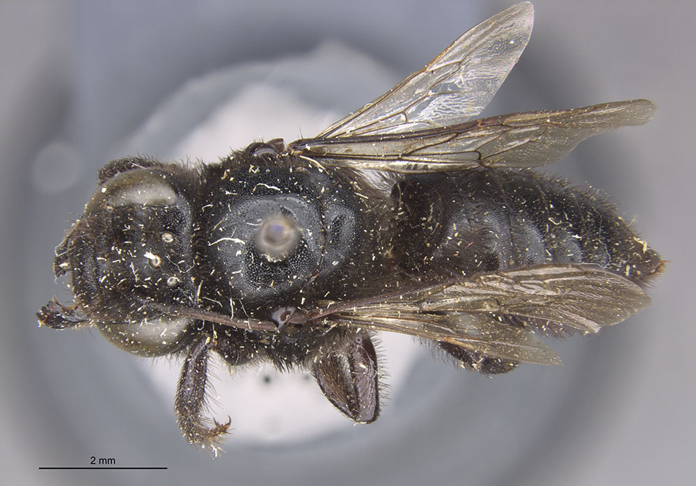Megachile densa image