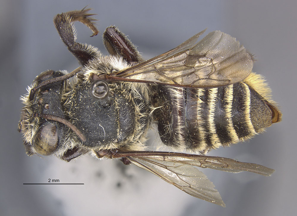 Megachile davisi image