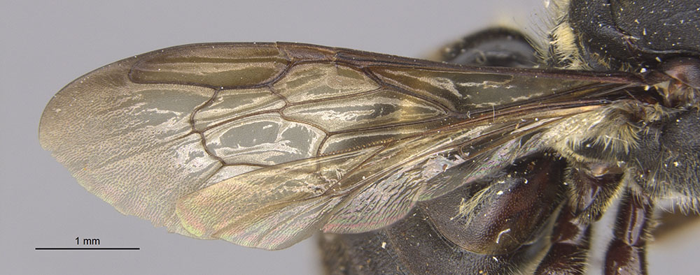 Megachile kartaboensis image