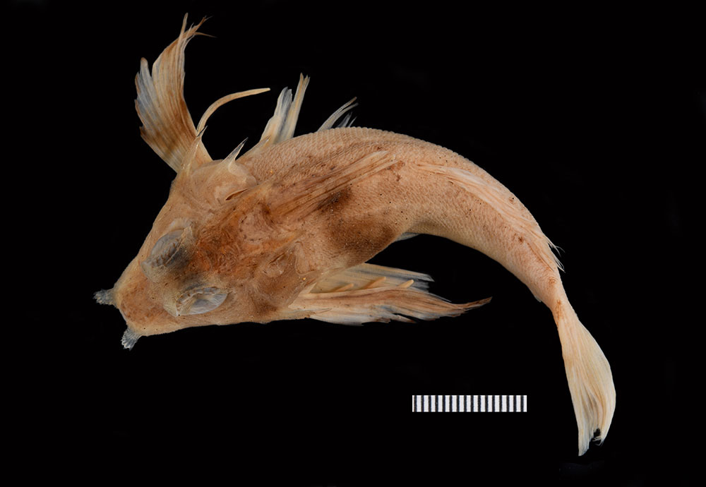 Ribeiro's searobin (Bellator ribeiroi) — Triglidae