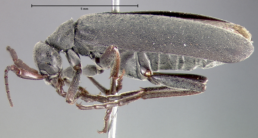 Epicauta murina