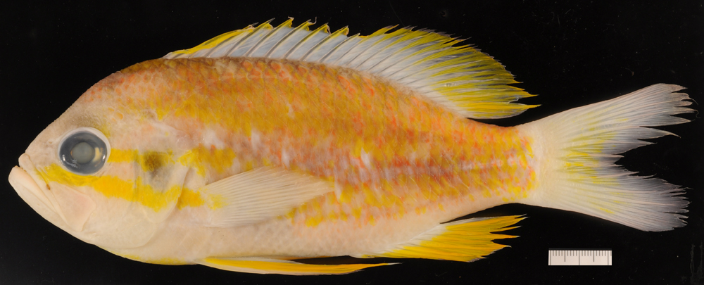 Yellowfin bass (Anthias nicholsi) — Serranidae — 5