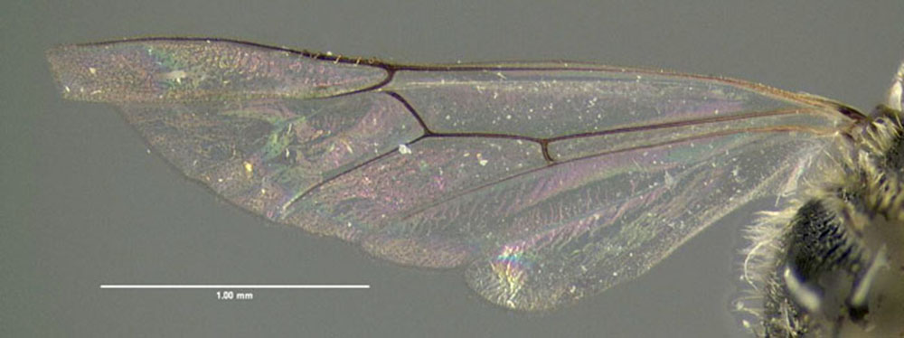 Lasioglossum foxii image