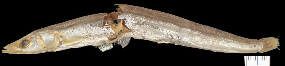 Gill's sand lance (Ammodytoides gilli) — Ammodytidae — 2