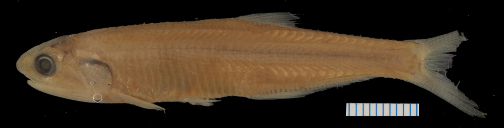 Eigenmann's anchovy (Anchoa eigenmannia) — Engraulidae — 2