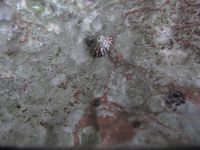 Fissurella nodosa image