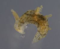 Polycerella emertoni image