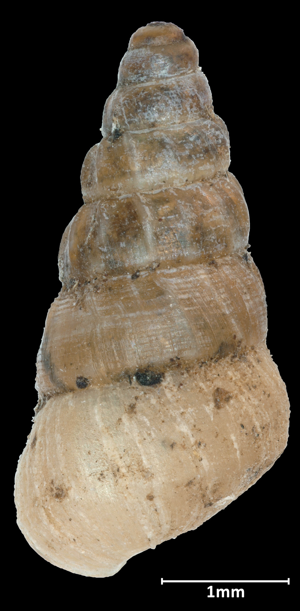 Omphalotropis laticosta image