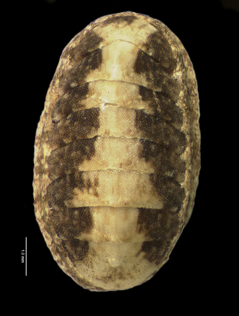 Ischnochiton papillosus image