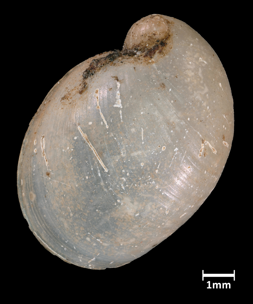 Succinea cepulla image