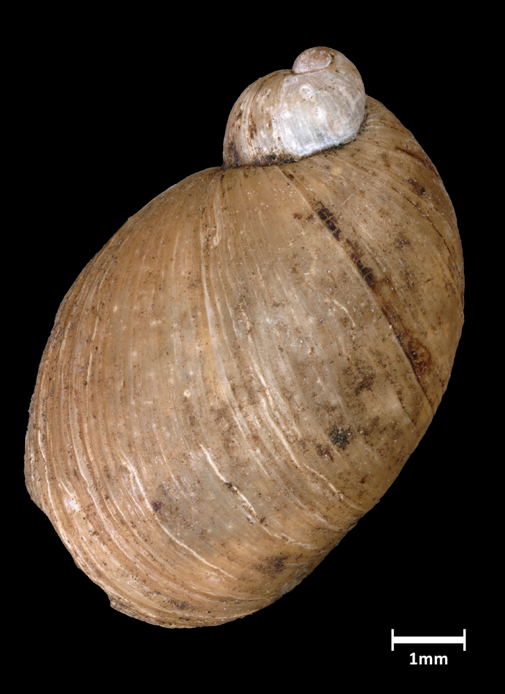 Succinea canella image