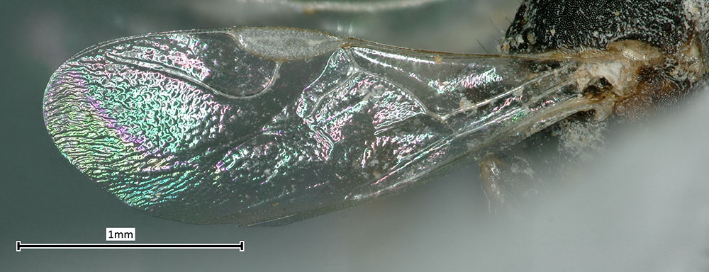 Trigonisca ceophloei image