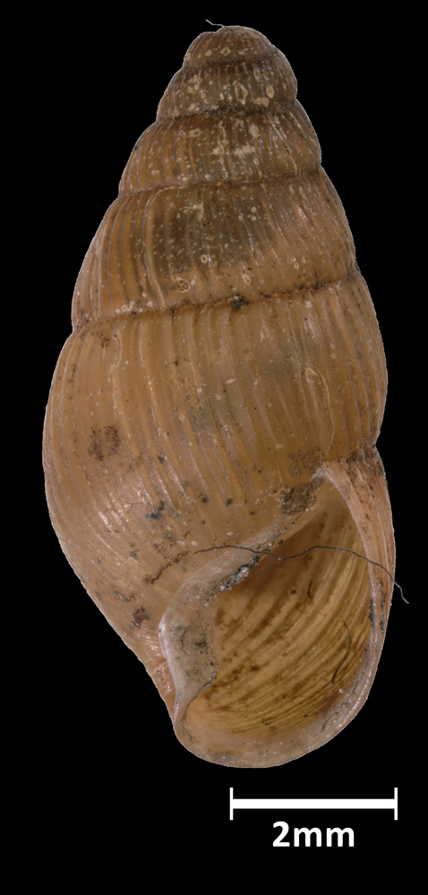 Leptachatina fusca image