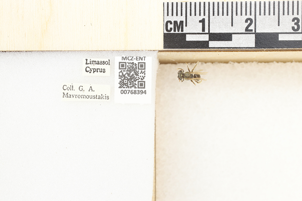 Andrena aeneiventris image