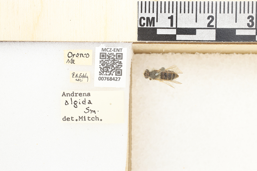 Andrena algida image