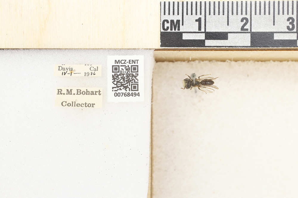 Andrena anisochlora image