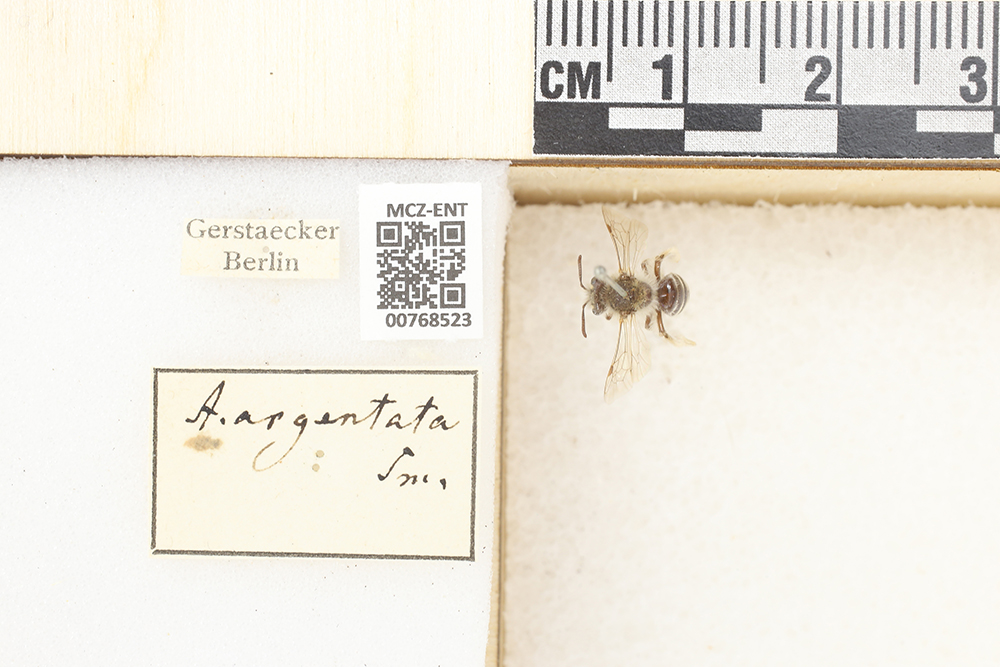 Andrena argentata image