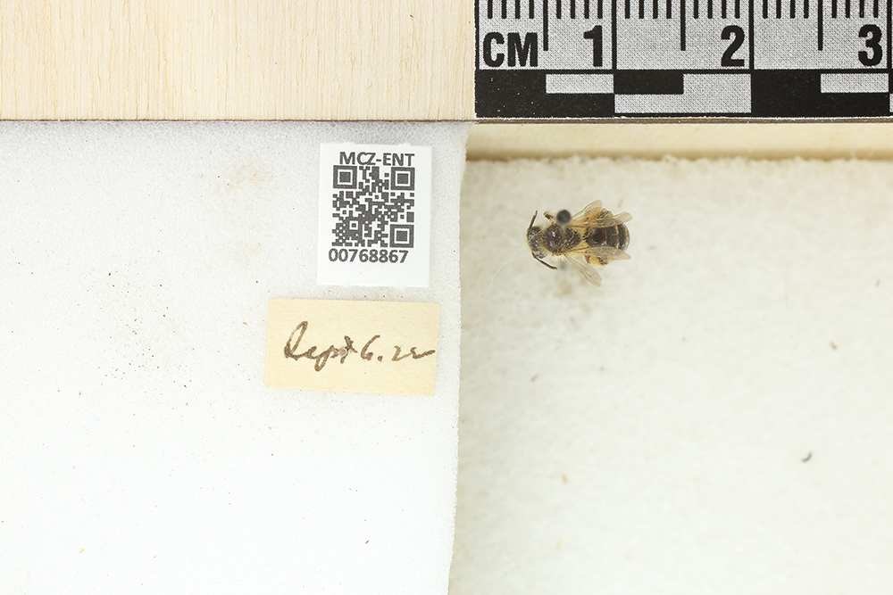 Andrena canadensis image